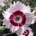 (17/07/2019) Dianthus (Allwoodii Group) 'Cherry Daiquiri' (Cocktails Series) added by Shoot)