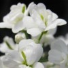 Cardamine pratensis 'Flore Pleno' white-flowered