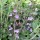  (07/08/2019) Calamintha nepeta 'Marvelette Blue' added by Shoot)