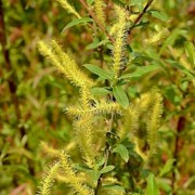  (07/08/2019) Salix triandra 'Whissander' added by Shoot)