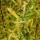  (07/08/2019) Salix triandra 'Whissander' added by Shoot)