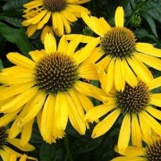  (07/08/2019) Echinacea 'SunSeekers Yellow' (SunSeekers Series) added by Shoot)