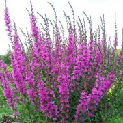  (07/08/2019) Lythrum salicaria 'Lady Sackville' added by Shoot)