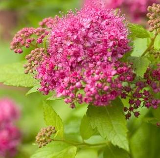 Spiraea japonica 'Double Play Gold' (Double Play Series)