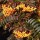 (08/08/2019) Sorbus 'Copper Kettle' added by Shoot)