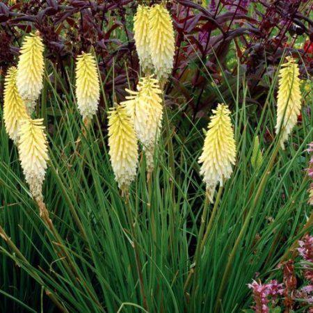 Kniphofia 'Pineapple Popsicle' (Popsicle Series)
