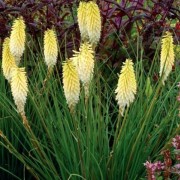  (13/08/2019) Kniphofia 'Pineapple Popsicle' (Popsicle Series) added by Shoot)