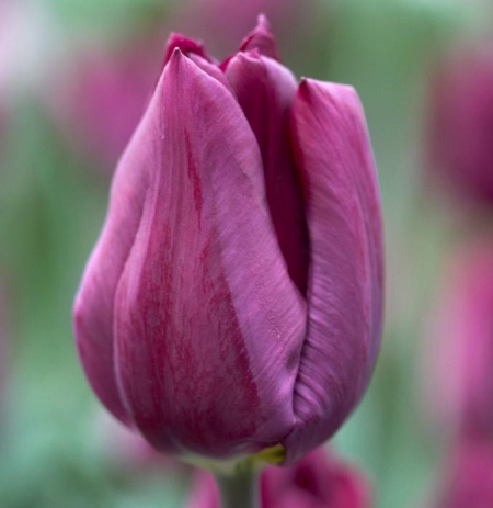 Tulipa 'Purple Lady'