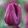  (21/08/2019) Tulipa 'Purple Lady' added by Shoot)