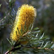  (21/08/2019) Banksia marginata added by Shoot)