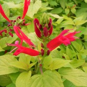  (21/08/2019) Salvia elegans 'Golden Delicious' added by Shoot)
