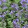  (23/08/2019) Nepeta x faassenii 'Cat's Meow' added by Shoot)
