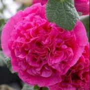  (24/08/2019) Alcea rosea Van Zyverden Double Pink added by Shoot)