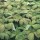 Rodgersia podophylla added by Shoot)