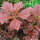 Rodgersia podophylla (Rodger's flower) Added by Nicola