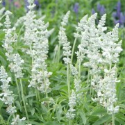  (28/08/2019) Salvia farinacea 'Victoria White' added by Shoot)