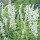  (28/08/2019) Salvia farinacea 'Victoria White' added by Shoot)