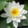  (28/08/2019) Nymphaea 'Gladstoniana' added by Shoot)