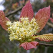  (29/08/2019) Sorbus megalocarpa added by Shoot)