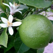  (29/08/2019) Citrus x aurantiifolia added by Shoot)