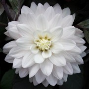  (29/08/2019) Dahlia 'White Cockatoo' added by Shoot)