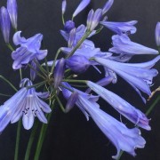  (04/09/2019) Agapanthus 'Blue Dot' added by Shoot)