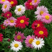  (04/09/2019) Tanacetum coccineum Robinson's giant-flowered added by Shoot)