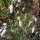  (04/09/2019) Sanguisorba tenuifolia c added by Shoot)
