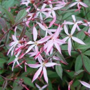  (04/09/2019) Gillenia trifoliata 'Pink Profusion' added by Shoot)