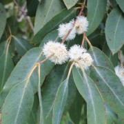  (04/09/2019) Eucalyptus neglecta added by Shoot)