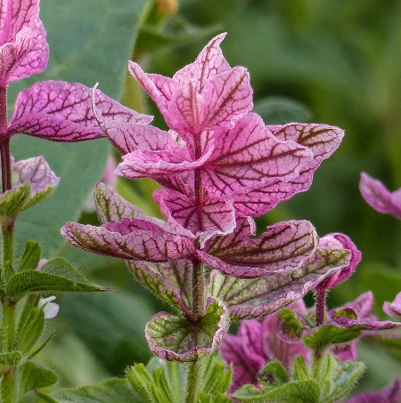 Salvia viridis 'Pink Sunday'
