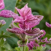  (09/09/2019) Salvia viridis 'Pink Sunday' added by Shoot)
