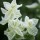  (09/09/2019) Salvia viridis 'White Swan' added by Shoot)