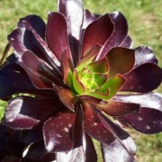  (09/09/2019) Aeonium 'Simply Scarlet' added by Shoot)