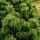  (16/09/2019) Pinus mugo 'Sherwood Compact' added by Shoot)
