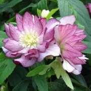  (23/09/2019) Helleborus x hybridus 'Stained Glass' added by Shoot)