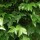  (01/10/2019) Hedera hibernica 'Palmata' added by Shoot)