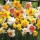  (01/10/2019) Narcissus (any hardy variety) added by Shoot)