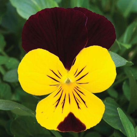 Viola 'Endurio Yellow with Red Wing'
