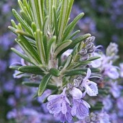  (02/10/2019) Rosmarinus officinalis (any variety) added by Shoot)