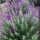  (03/10/2019) Salvia (any tender or borderline hardy shrub variety) added by Shoot)