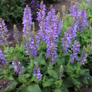  (03/10/2019) Salvia (any hardy perennial variety) added by Shoot)