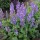  (03/10/2019) Salvia (any hardy perennial variety) added by Shoot)