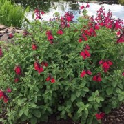  (03/10/2019) Salvia (any hardy shrub variety) added by Shoot)