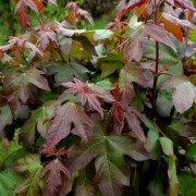  (07/10/2019) Acer campestre 'Red Shine' added by Shoot)