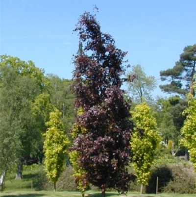 Populus deltoides 'Purple Tower'
