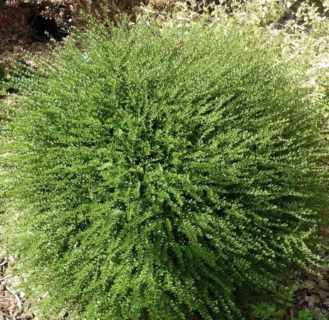 Lonicera (any hardy, evergreen, shrub variety)