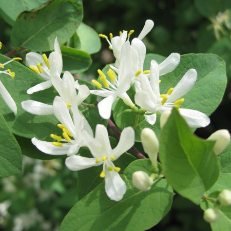 Lonicera (any hardy, deciduous, shrub variety)