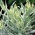  (08/10/2019) Lavandula x heterophylla (Gaston Allard Group) 'Meerlo' added by Shoot)