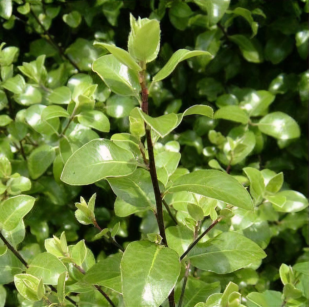 Pittosporum tenuifolium (any variety)